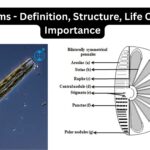 Diatoms - Definition, Structure, Life Cycle, Importance