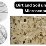 Dirt and Soil under a Microscope