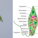 Euglena - Definition, Characteristics, Structure, Reproduction, Importance