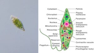 Euglena – Definition, Characteristics, Structure, Reproduction, Importance