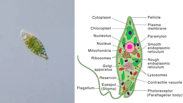Euglena - Definition, Characteristics, Structure, Reproduction, Importance