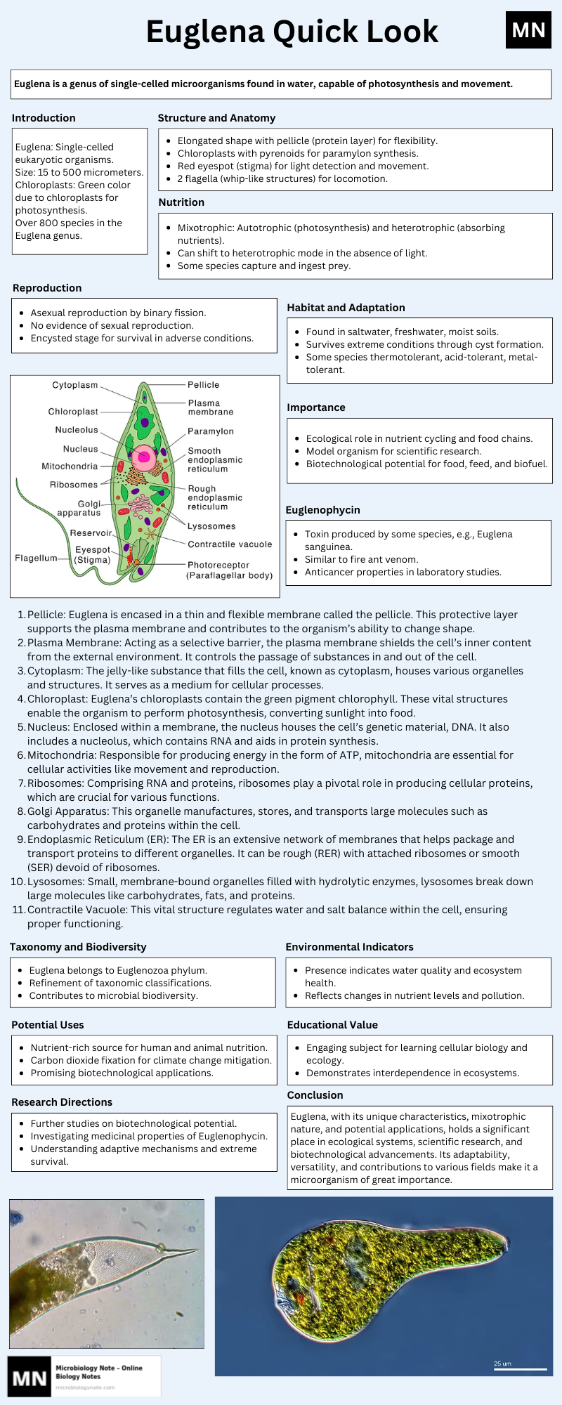 Euglena Quick Look