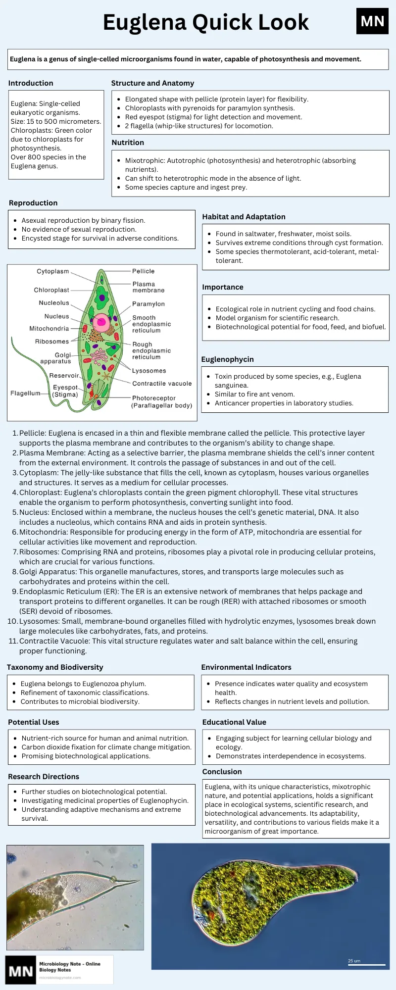 Euglena Quick Look