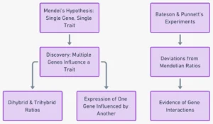 Gene Interaction – Definition, Types, Examples, Importance