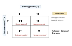 Mendel’s Law of Dominance – Definition, Characteristics, Limitations, Examples