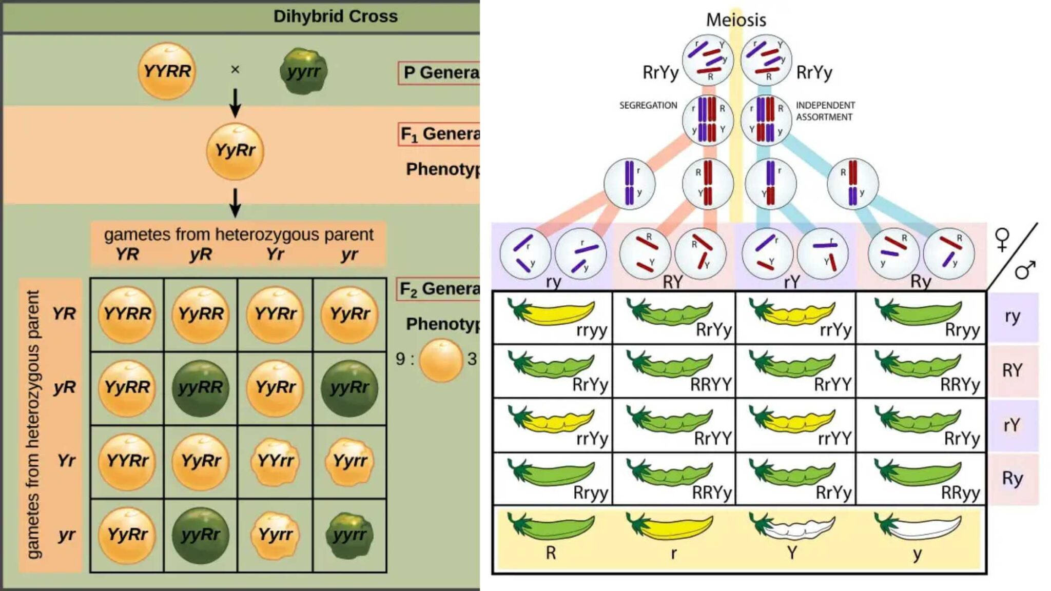Polygenic Inheritance (Quantitative inheritance) - Characteristics ...