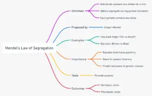 Mendel’s Law of Segregation – Definition, Principle, Examples, Limitations
