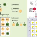 Mendelian Inheritance & Mendelian Genetics - Definition, Experiment, Laws, Exceptions