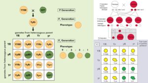 Mendel’s Laws of Inheritance – Mendelian Inheritance