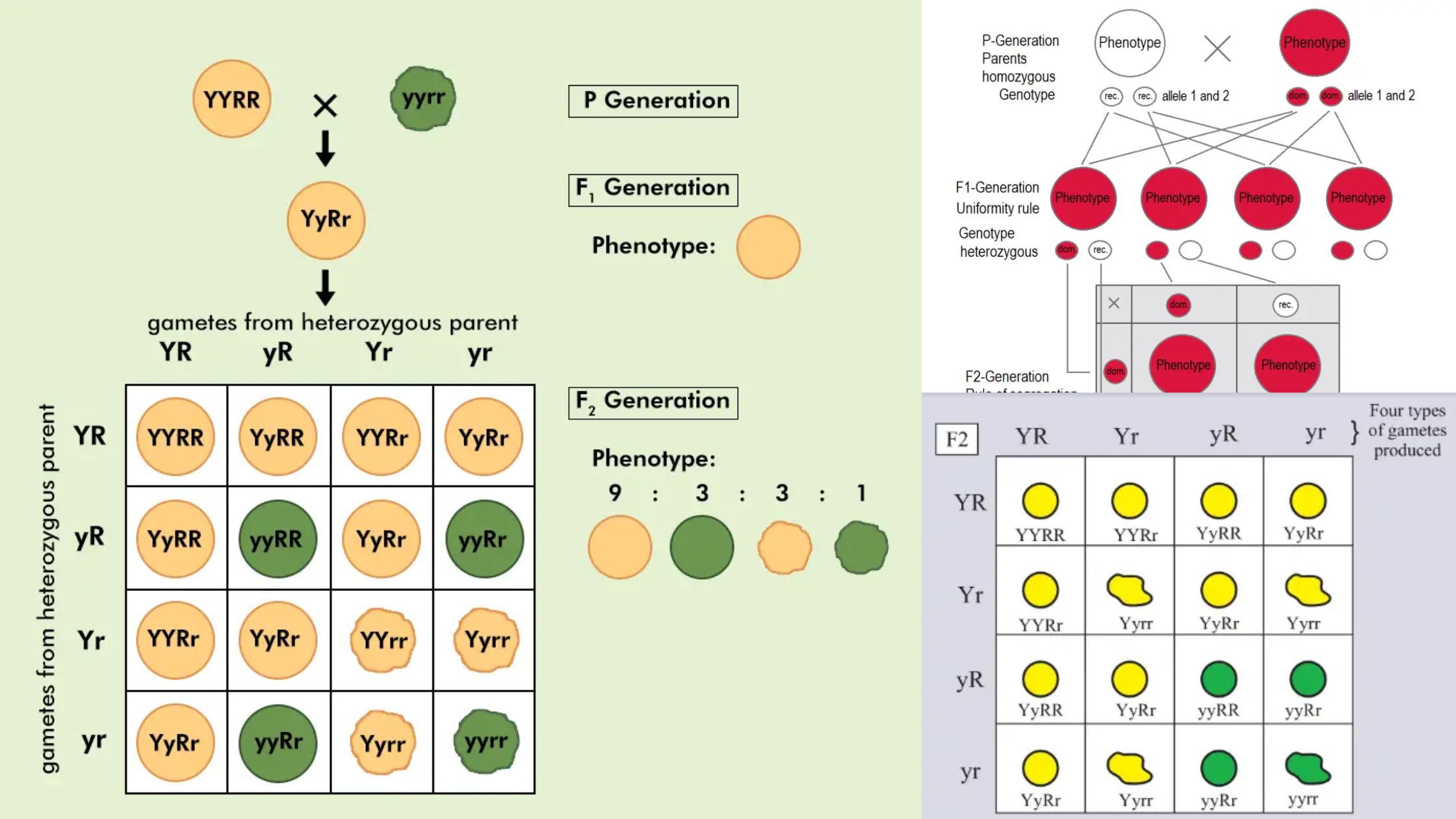 Mendelian Inheritance & Mendelian Genetics - Definition, Experiment, Laws, Exceptions