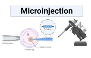 Microinjection – Definition, Types, Principle, Steps Applications
