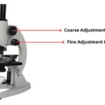 Coarse Adjustment and Fine Adjustment Knob of Microscope