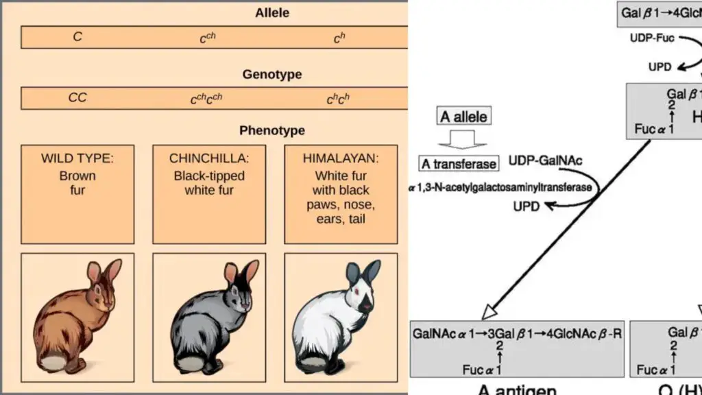 Multiple Alleles - Definition, Characteristics, Examples, Importance ...