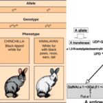 Multiple Alleles - Definition, Characteristics, Examples, Importance