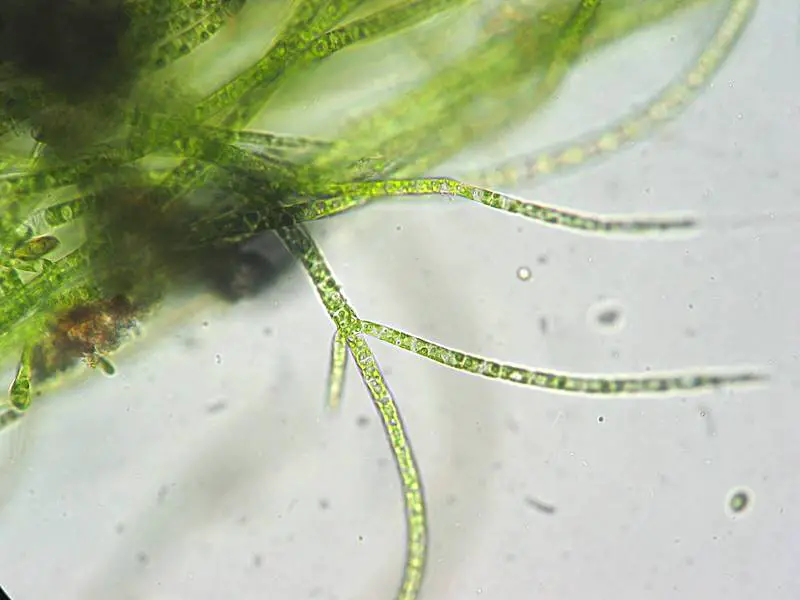 Stigeoclonium, a chlorophyte green alga genus