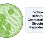 Volvox - Definition, Characterisitcs, Structure, Reproduction