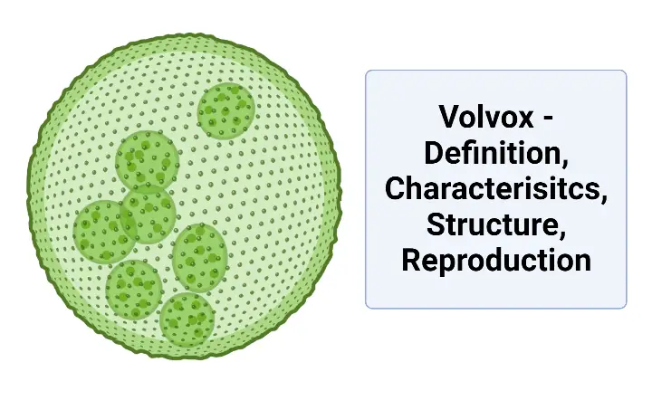 Volvox - Definition, Characterisitcs, Structure, Reproduction - Biology ...