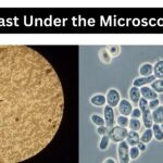 Yeast Under the Microscope