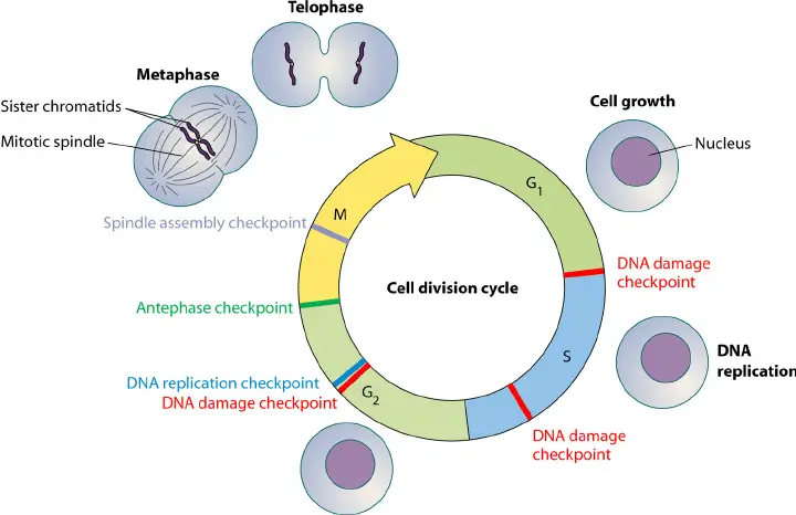 Interphase - Definition, Stages, Control, Importance