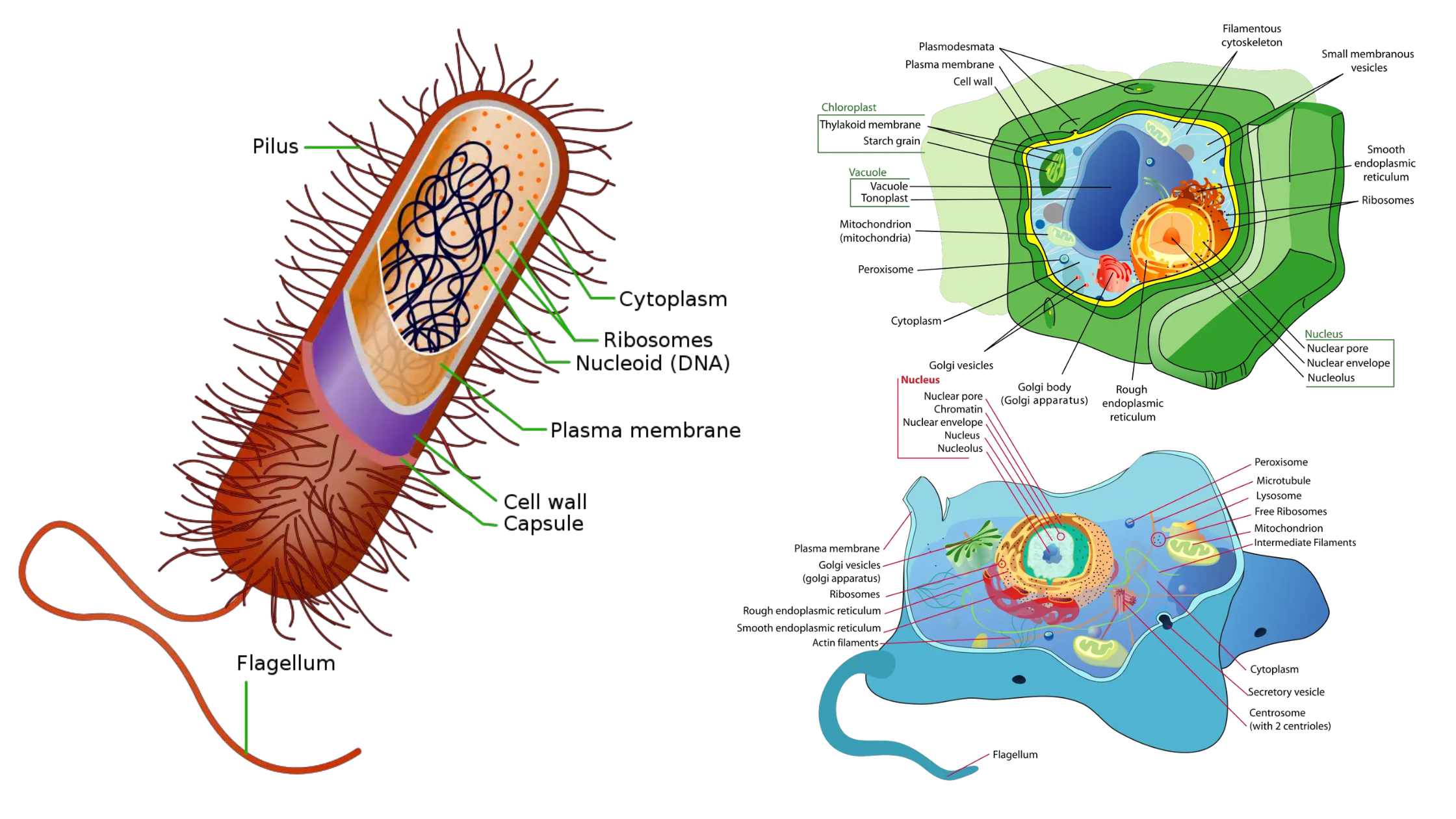 Cell - Definition, Structure, Types, Functions, Examples