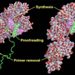 DNA polymerase I - Definition, Structure, Mechanism, Functions