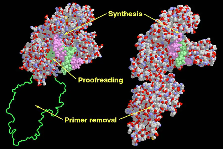 DNA polymerase I - Definition, Structure, Mechanism, Functions