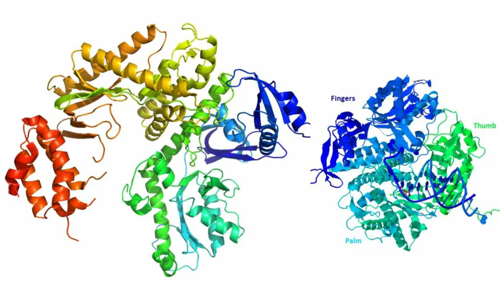 DNA polymerase II - Definition, Structure, Mechanism, Functions ...