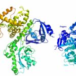 DNA polymerase II - Definition, Structure, Mechanism, Functions