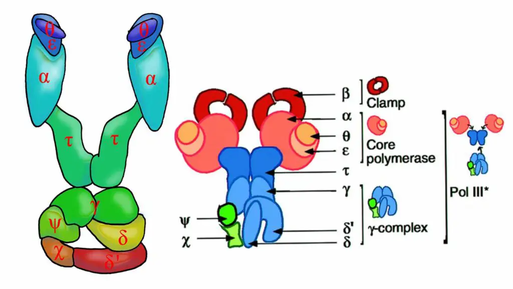 DNA polymerase III (holoenzyme) - Biology Notes Online