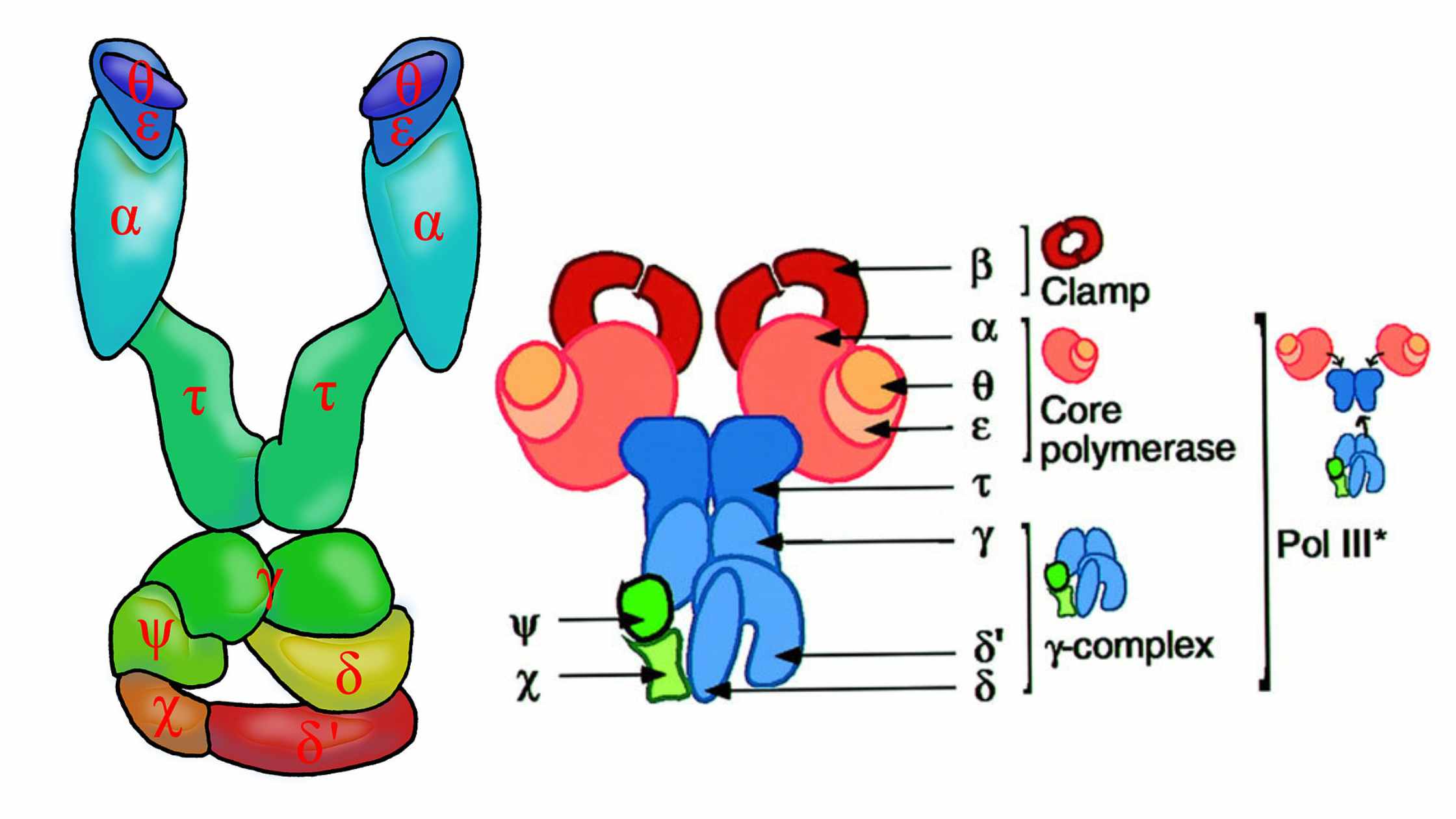 DNA polymerase III (holoenzyme)