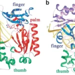 DNA polymerase IV - Definition, Structure, Mechanism, Functions