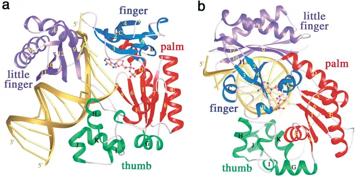 DNA polymerase IV - Definition, Structure, Mechanism, Functions