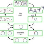 Difference Between Lytic and Lysogenic Cycle