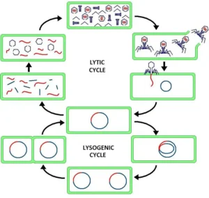 Difference Between Lytic and Lysogenic Cycle
