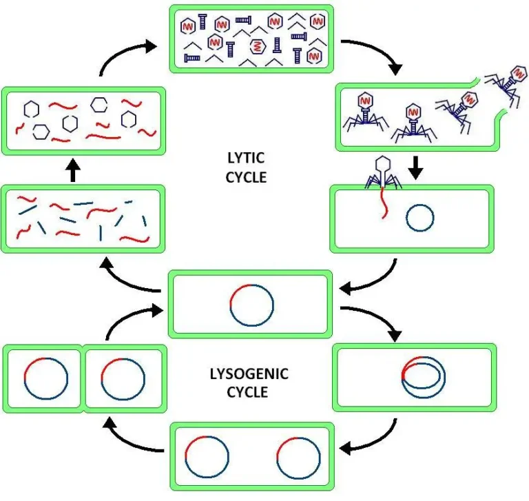 Difference Between Lytic and Lysogenic Cycle