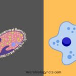 Difference Between Multicellular and Unicellular Organisms