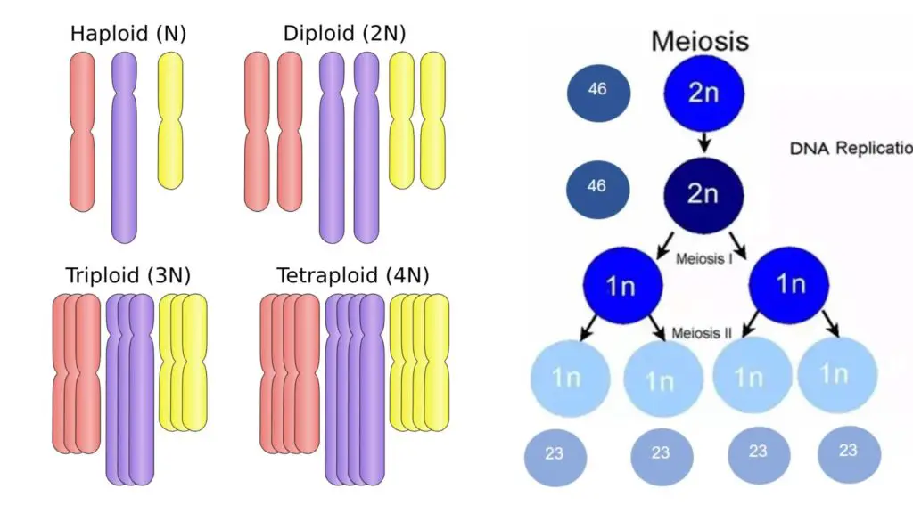 Diploid - Definition, Importance, Examples - Biology Notes Online