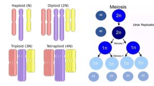 Diploid – Definition, Importance, Examples
