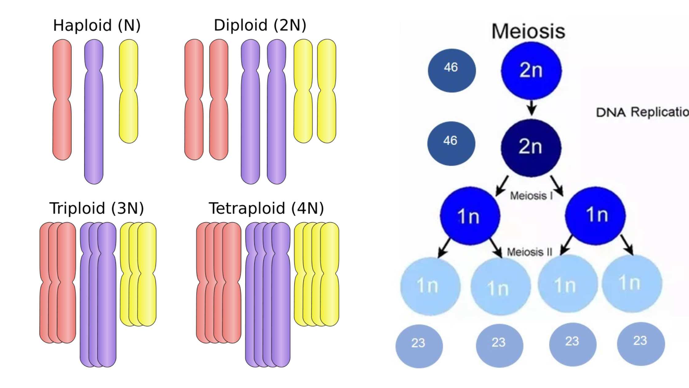 Cell Biology - Microbiology Notes