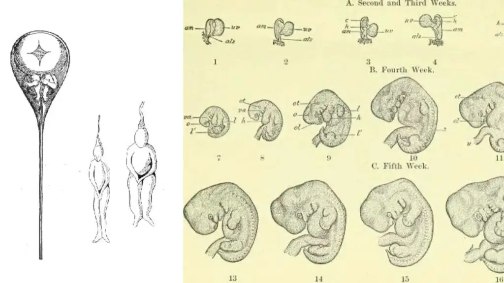 Embryology - Definition, Types, Importance - Biology Notes Online