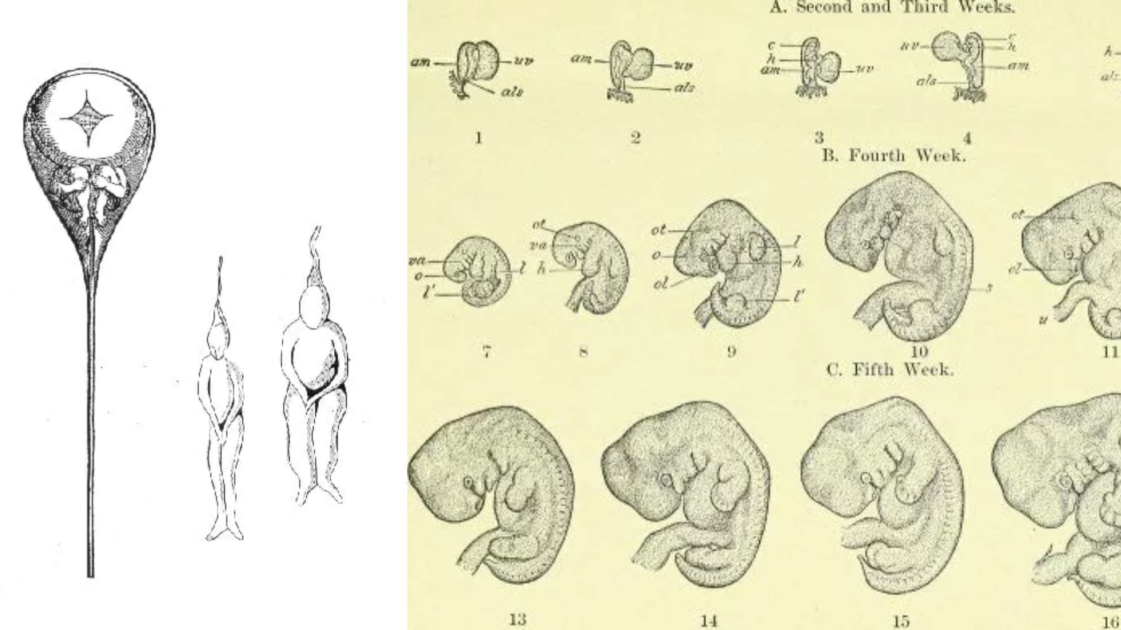 Embryology - Definition, Types, Importance