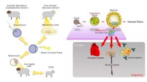Embryonic Stem Cells – Definition, Properties, Applications