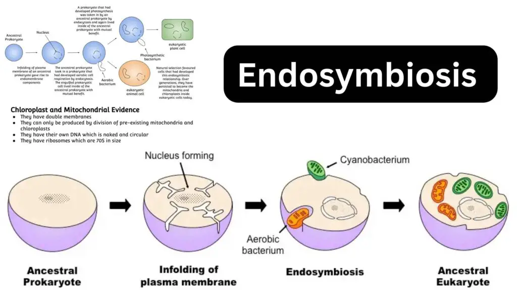 Endosymbiosis - Definition, Theory, Evidence, Examples - Biology Notes ...