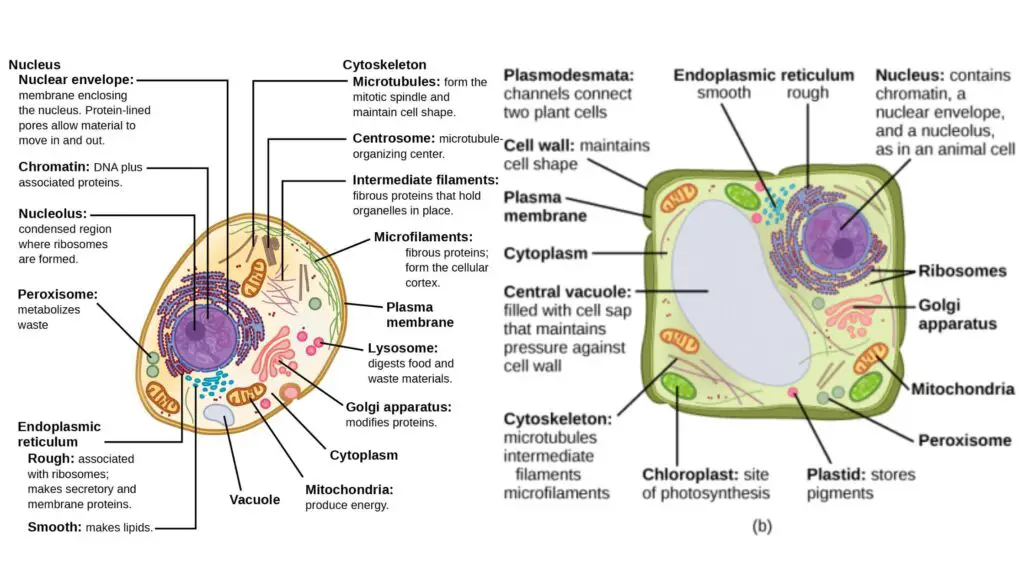 Eukaryotic Cell - Definition, Structure, Functions, Examples - Biology ...