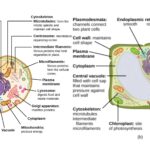 Eukaryotic Cell - Definition, Structure, Functions, Examples