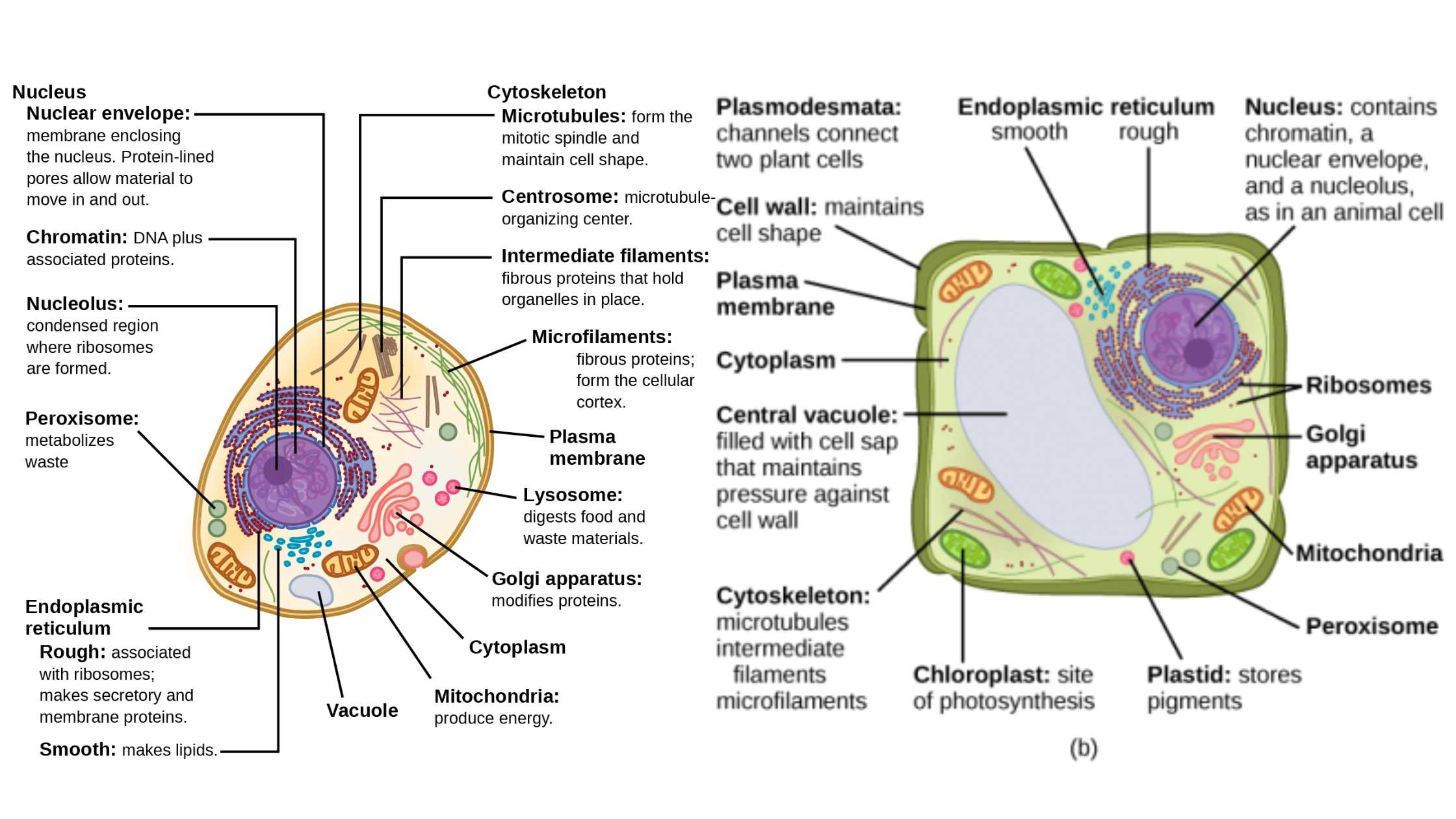 Cell Biology - Microbiology Notes