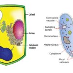 Food Vacuole - Definition, Types, Formation, Structure, Functions