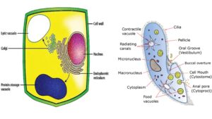 Food Vacuole – Definition, Types, Formation, Structure, Functions