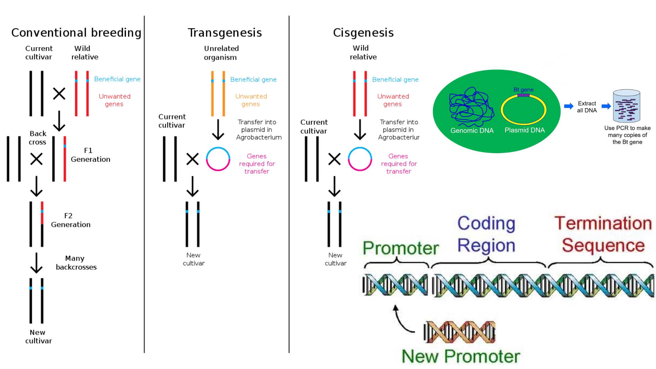 Genetic Engineering - Definition, Tools, Steps, Advantages, Applications, Examples