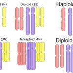 Haploid - Definition, Importance, Examples